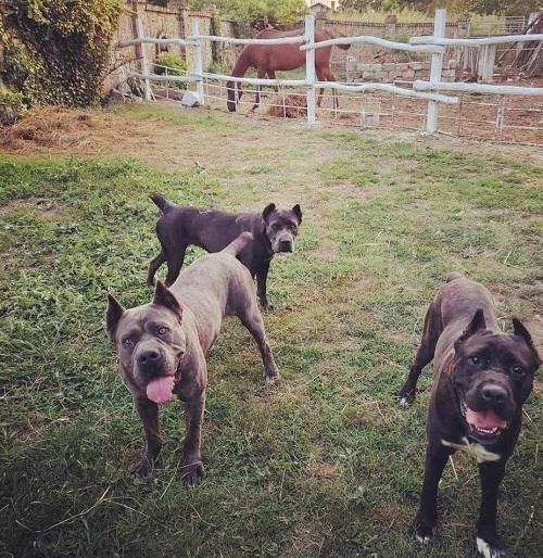 Cane-Corso