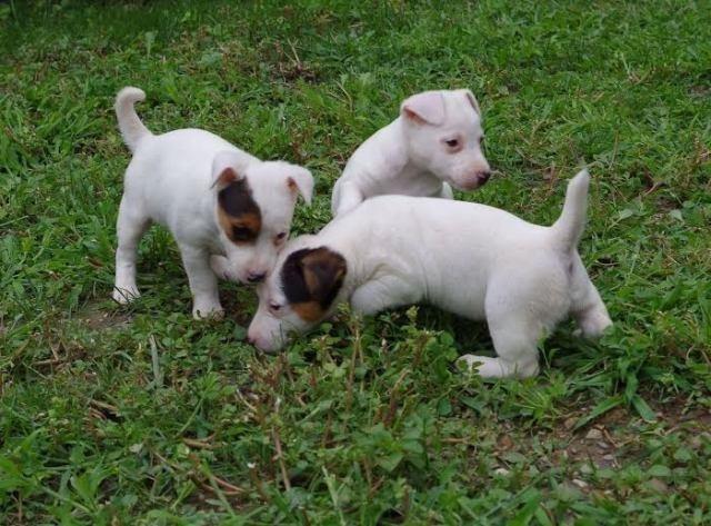Jack-russell-terrier-štenci-