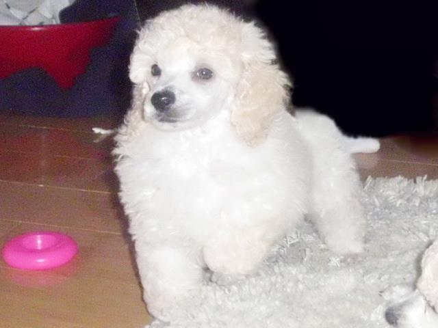 Pudla
