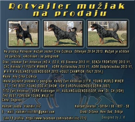 Rotvajler mužjak