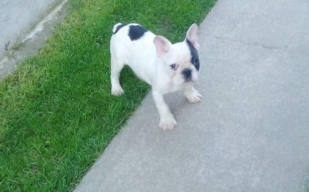 Francuski-buldog-