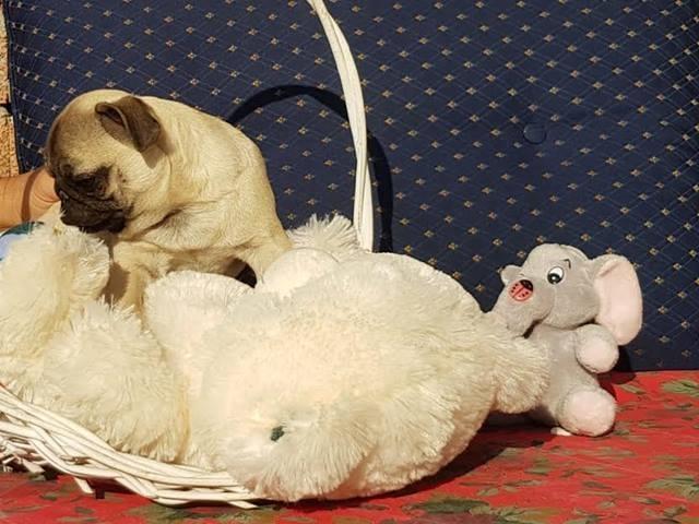 Mops-zenkice