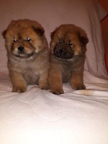 Chow Chow štenci 