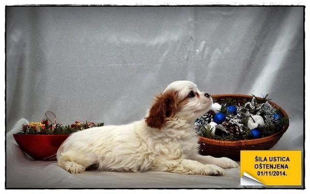 Kavalier-King-Charles-Spaniel