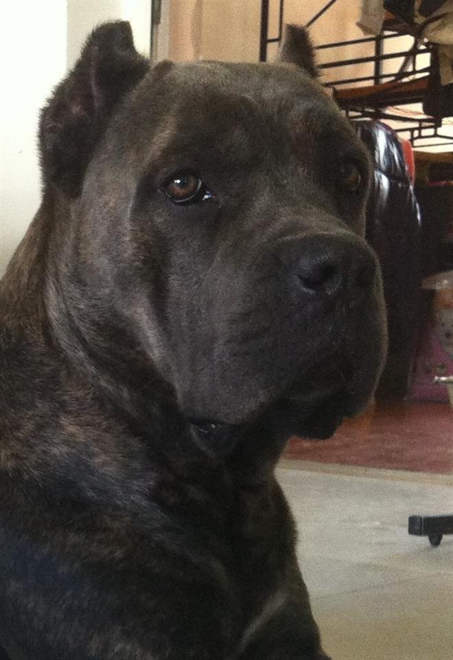 Cane-Corso-stenci