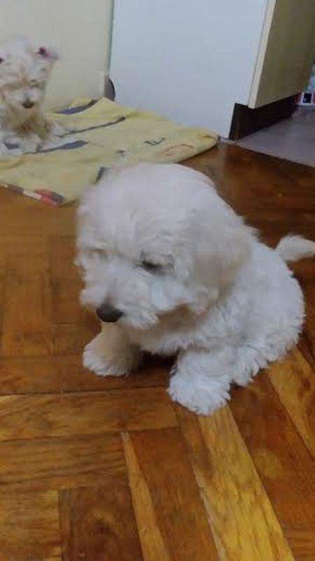 Coton-de-Tulear-štenci-