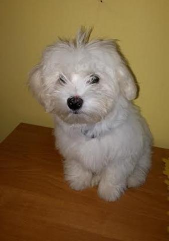 Maltezer-musko-stene