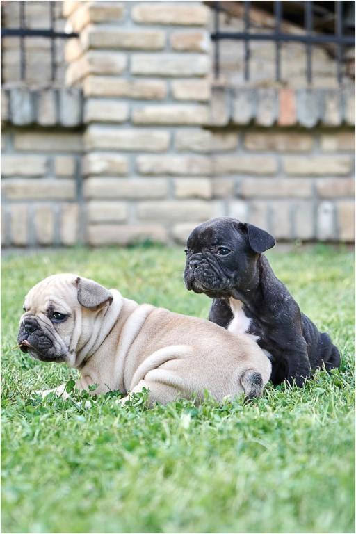 -Francuski-buldog-štenci