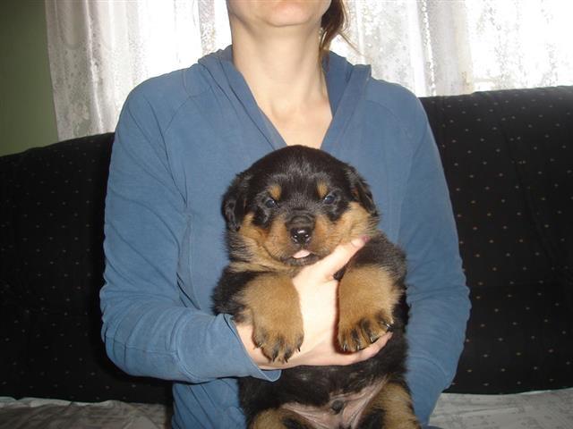 ROTVAJLER-