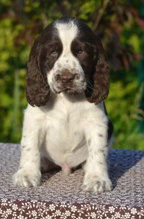 Kavalirski-Spanijel-i-Springer-Spanijel