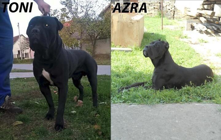 Štenci-cane-corso