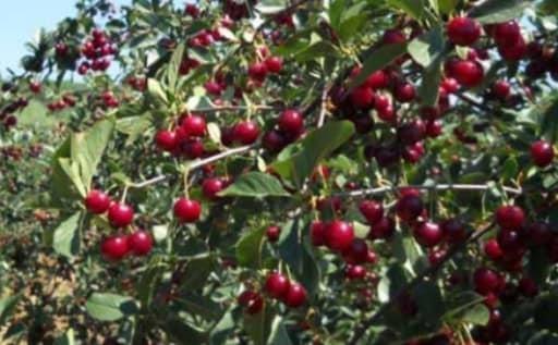 Vocne-sadnice-