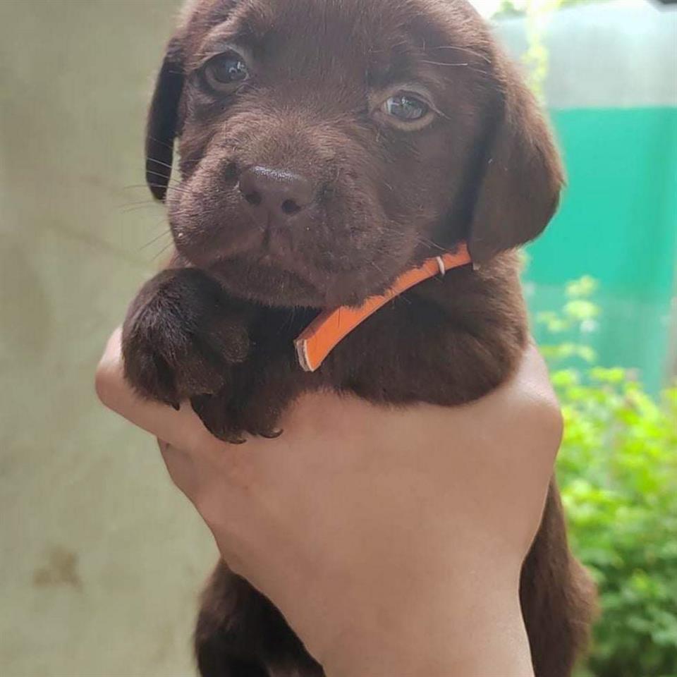 Labradori-