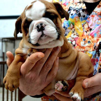 Engleski-Buldog-