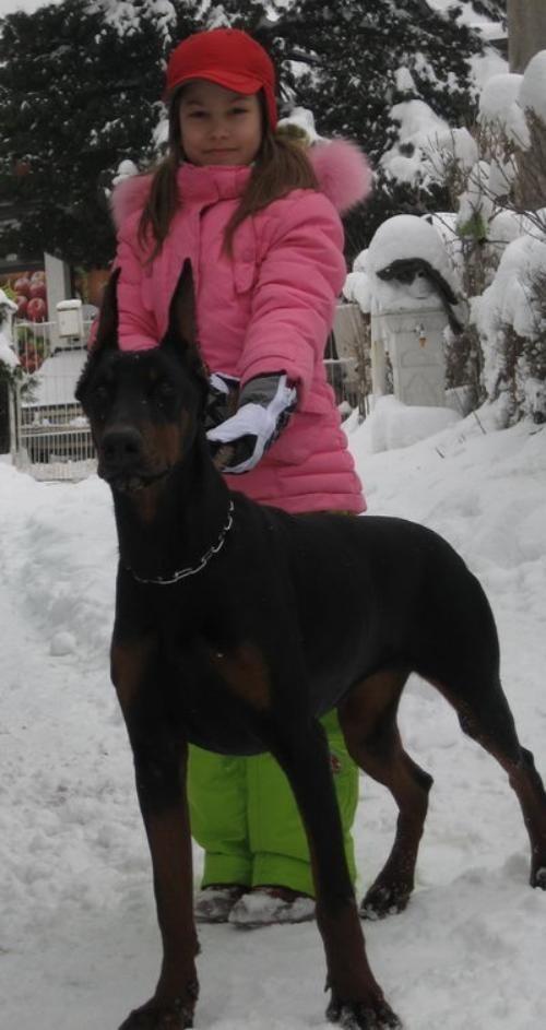 Doberman-stenad