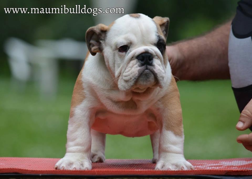 Engleski-Buldog