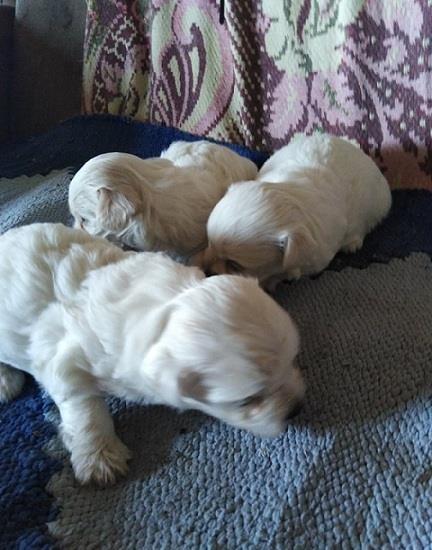 Maltezer-