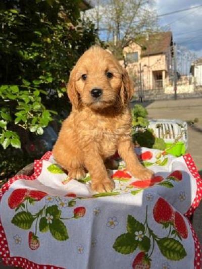Preslatki-Cavapoo-stenci-