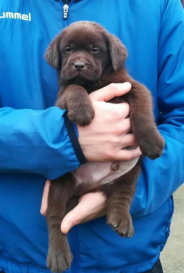 Labrador-Retriver