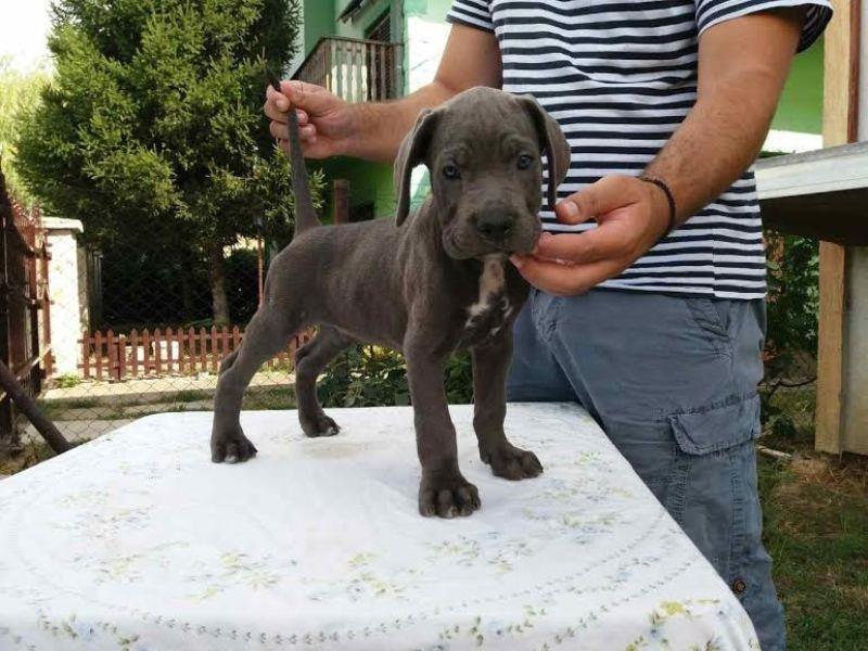 CANE-CORSO-