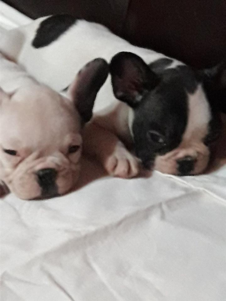 Francuski-Buldog