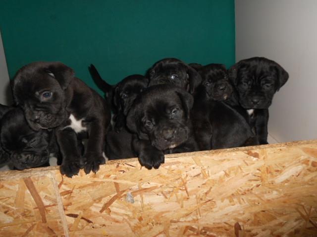 Cane-corso