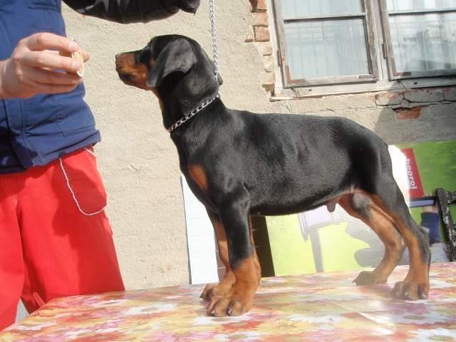 Stenci dobermana, vrhu