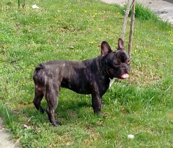 Francuski-buldog-