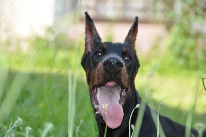 Doberman štenci