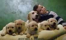Izuzetna stenad labrador retrivera