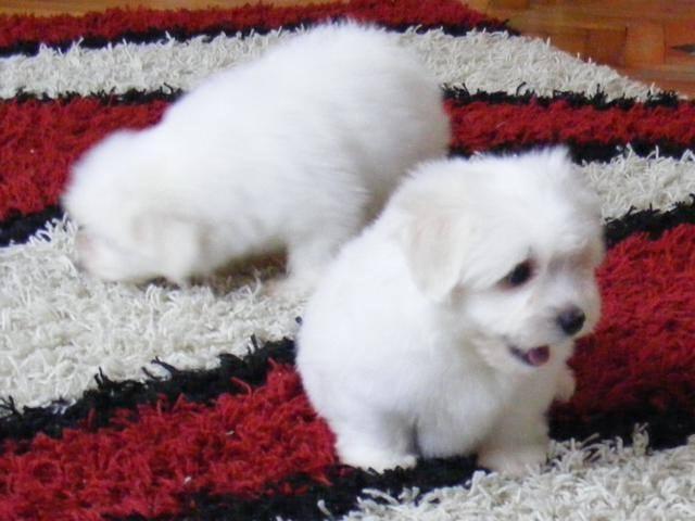 Coton-de-Tulear