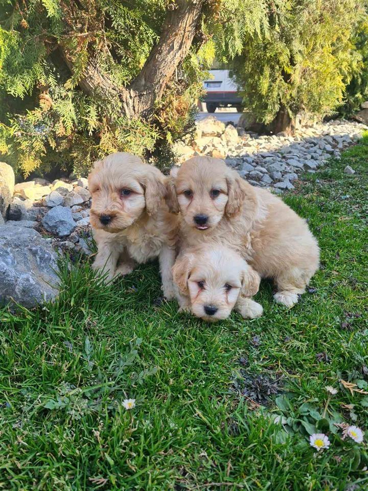 Goldendoodle-štenci