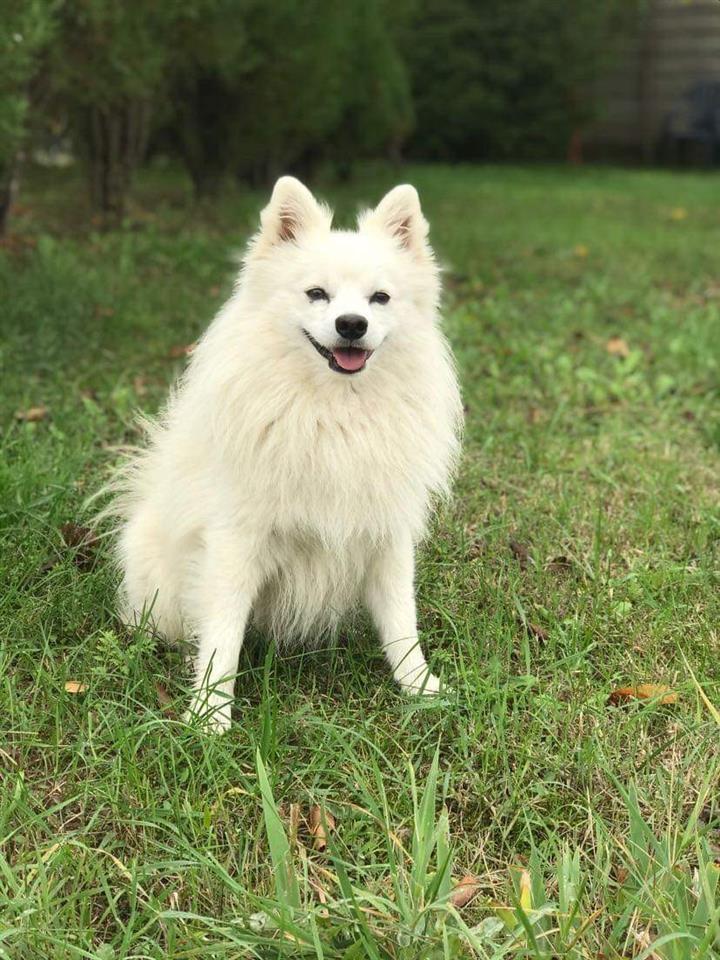 Pomeranski-mini-Spic