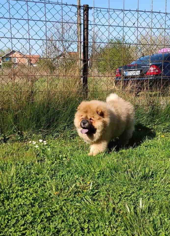Stenci-chow-chow--4-meseca-stari--