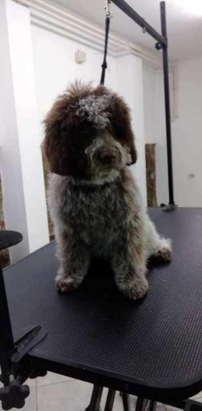Lagotto-Romagnolo-štenci