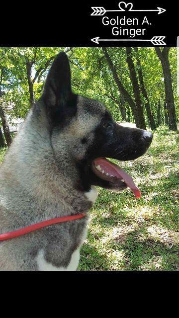 Američka-Akita-štenci