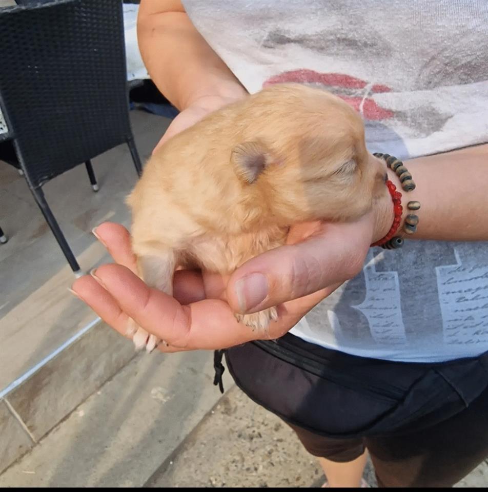 Pomeranci