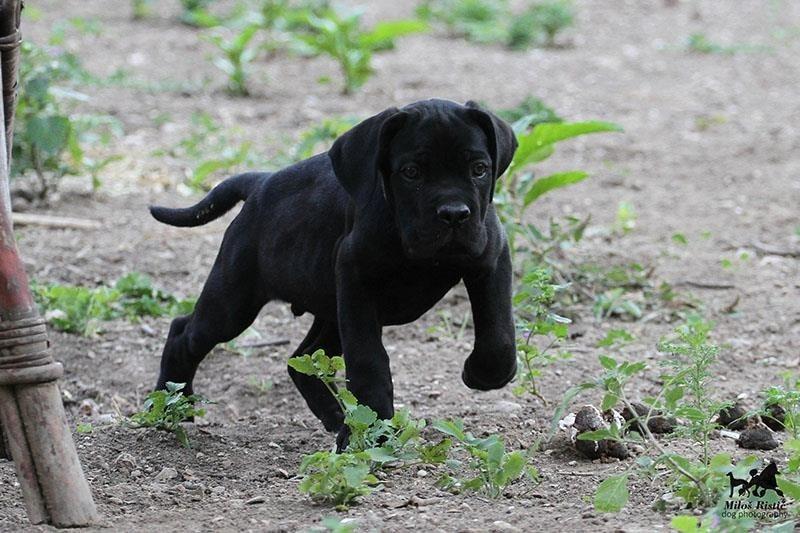 Cane-Corso-štenad-na-prodaju