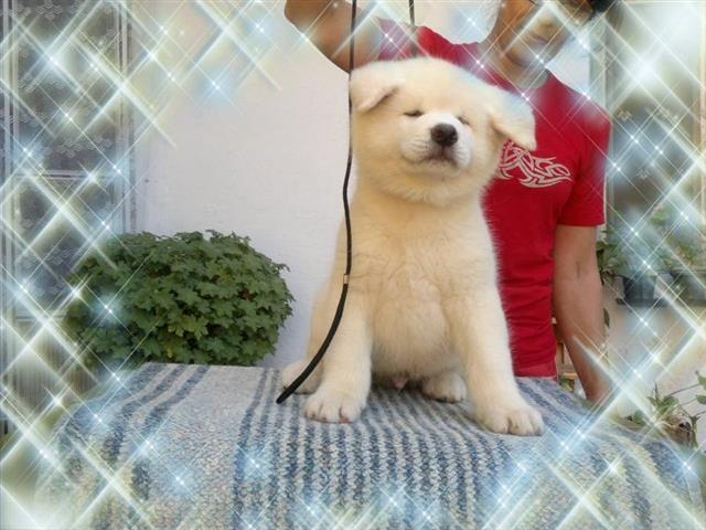 Akita-Inu-štenad