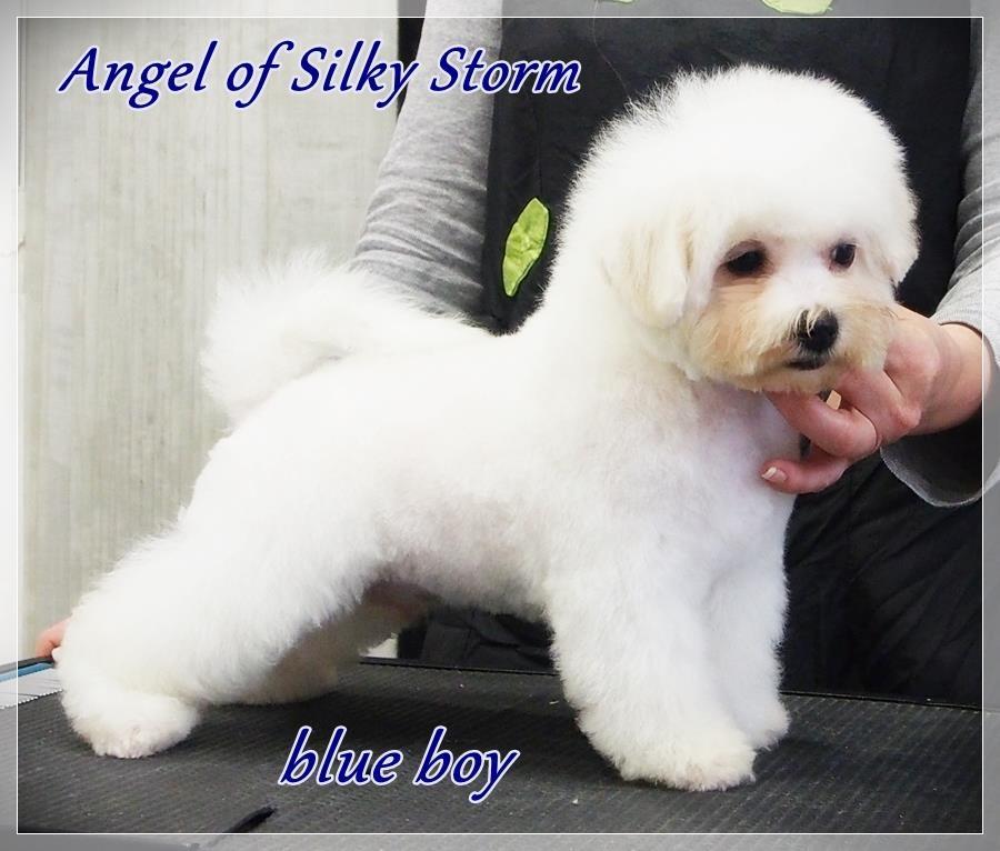 Bichon-frise-na-prodaju-prelepe-bebe