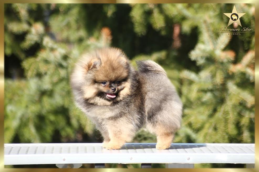 Pomeranski-spic