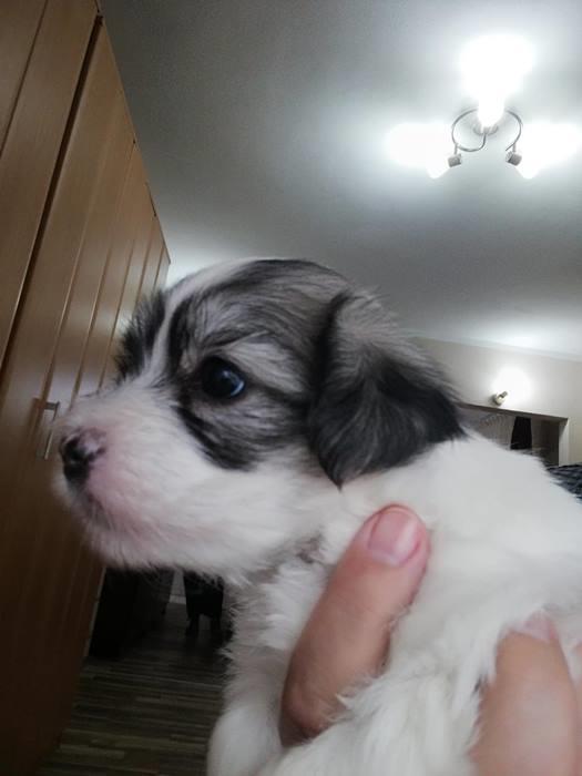 Coton-de-tulear-