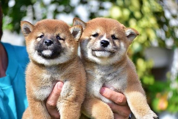 Shiba-Inu-