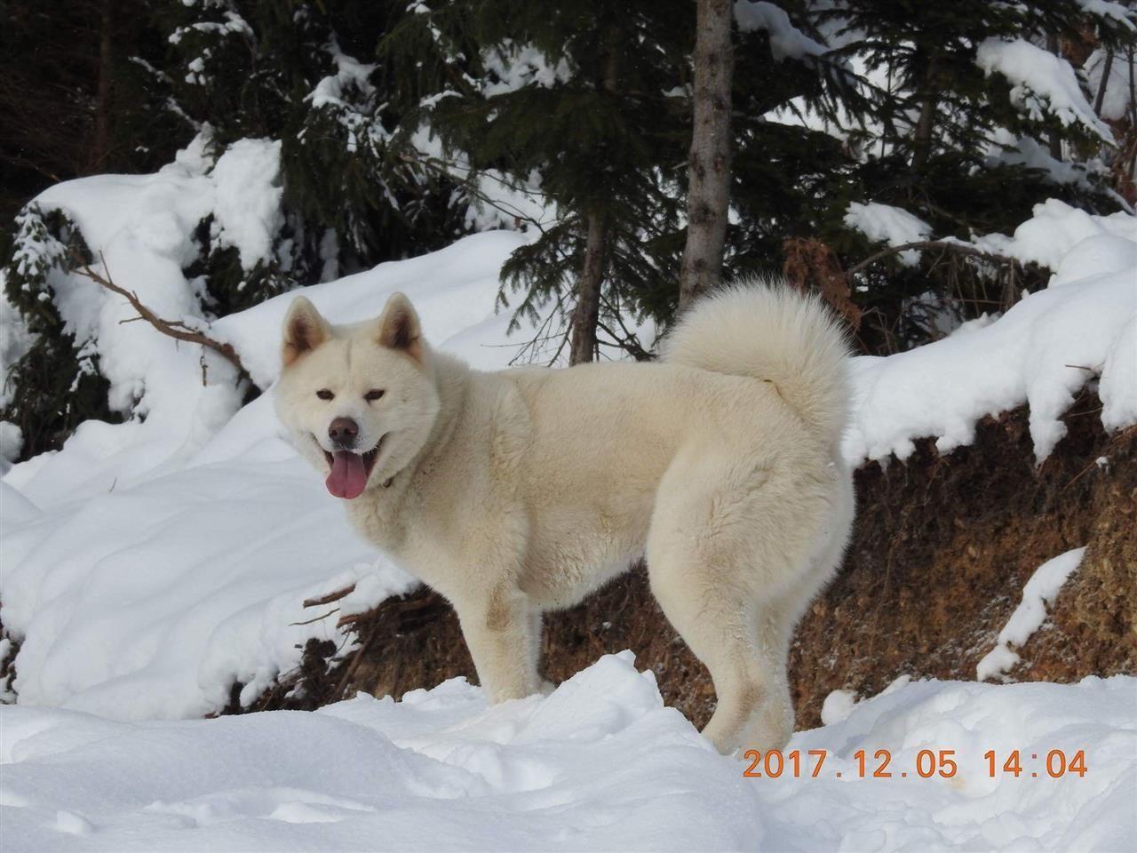 Akita-Inu