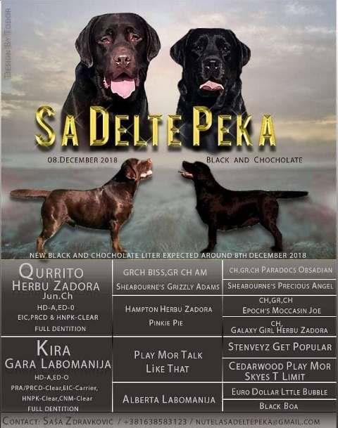 Labrador-Retriver--čokoladni-štenci