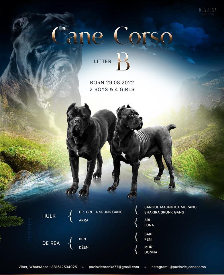 Kane-Korso-štenci