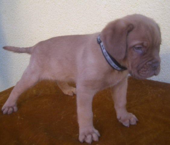 Bordoska Doga