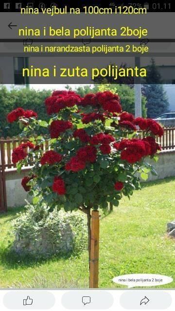 Ruze