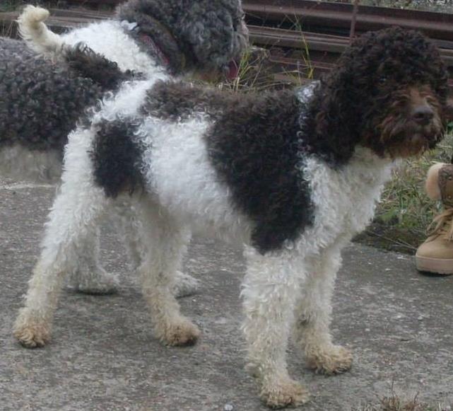 Lagotto-romagnolo-zenka