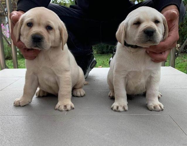 Labrador retriver stenci 
